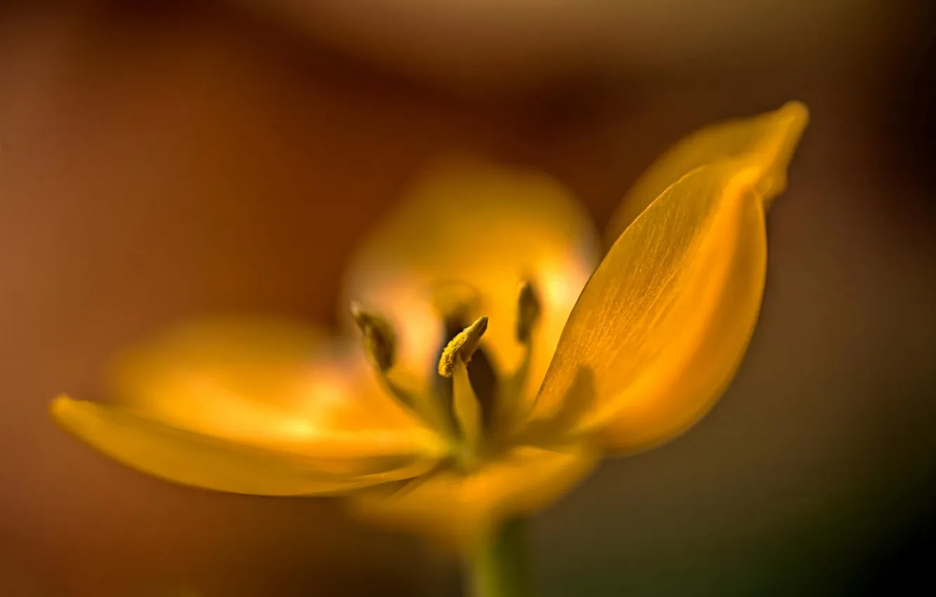 Photo wallpaper flower, macro, yellow, focus