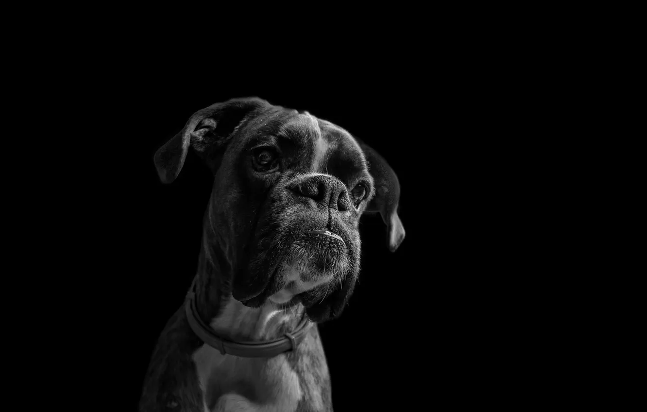 Photo wallpaper look, each, dog