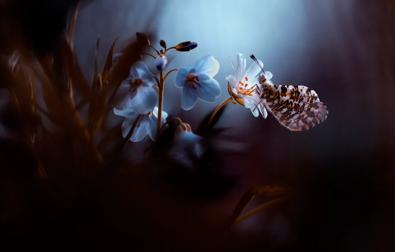 Photo wallpaper flower, butterfly, bokeh