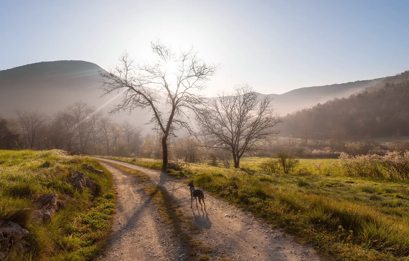 Photo wallpaper road, light, dog