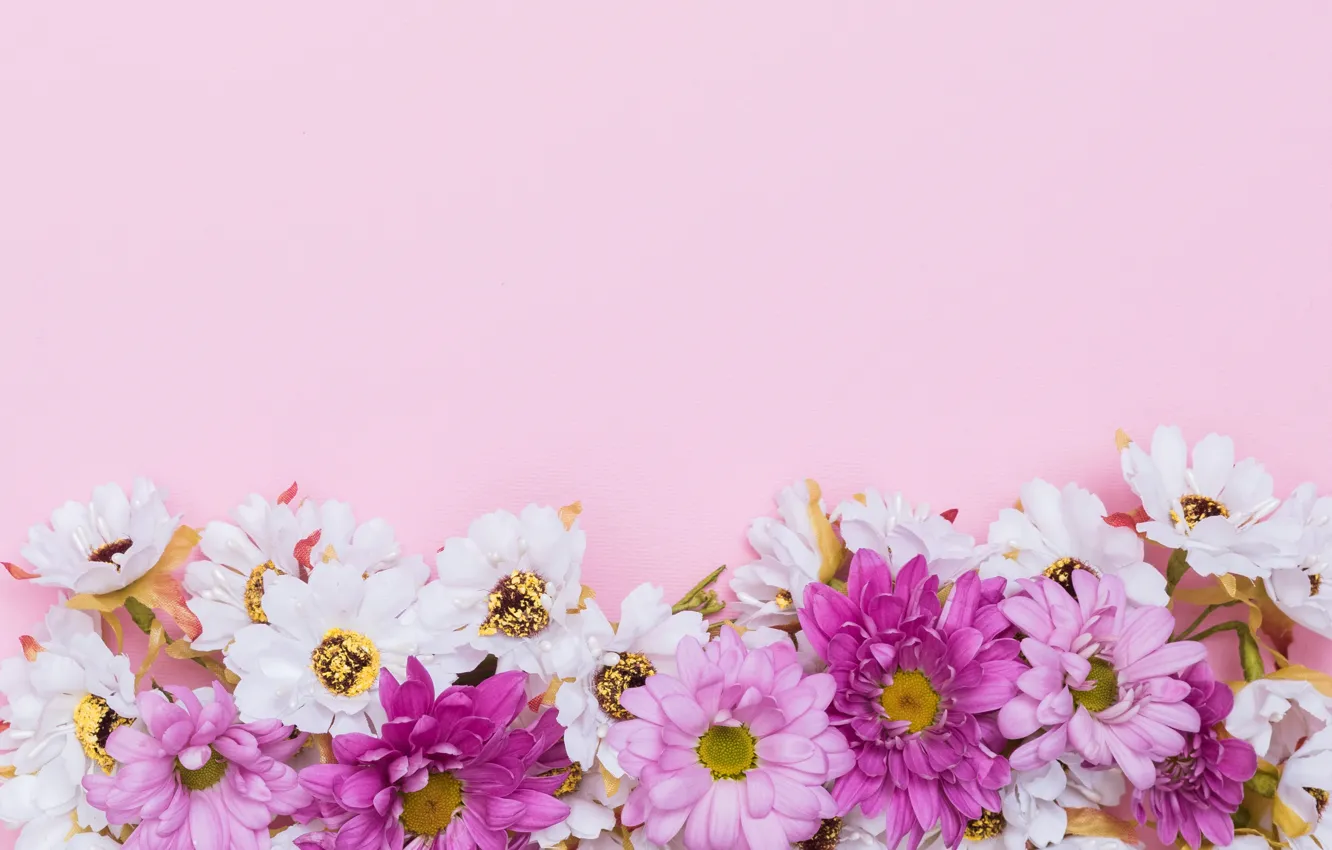 Photo wallpaper flowers, background, chamomile, pink, fresh, chrysanthemum, pink, flowers