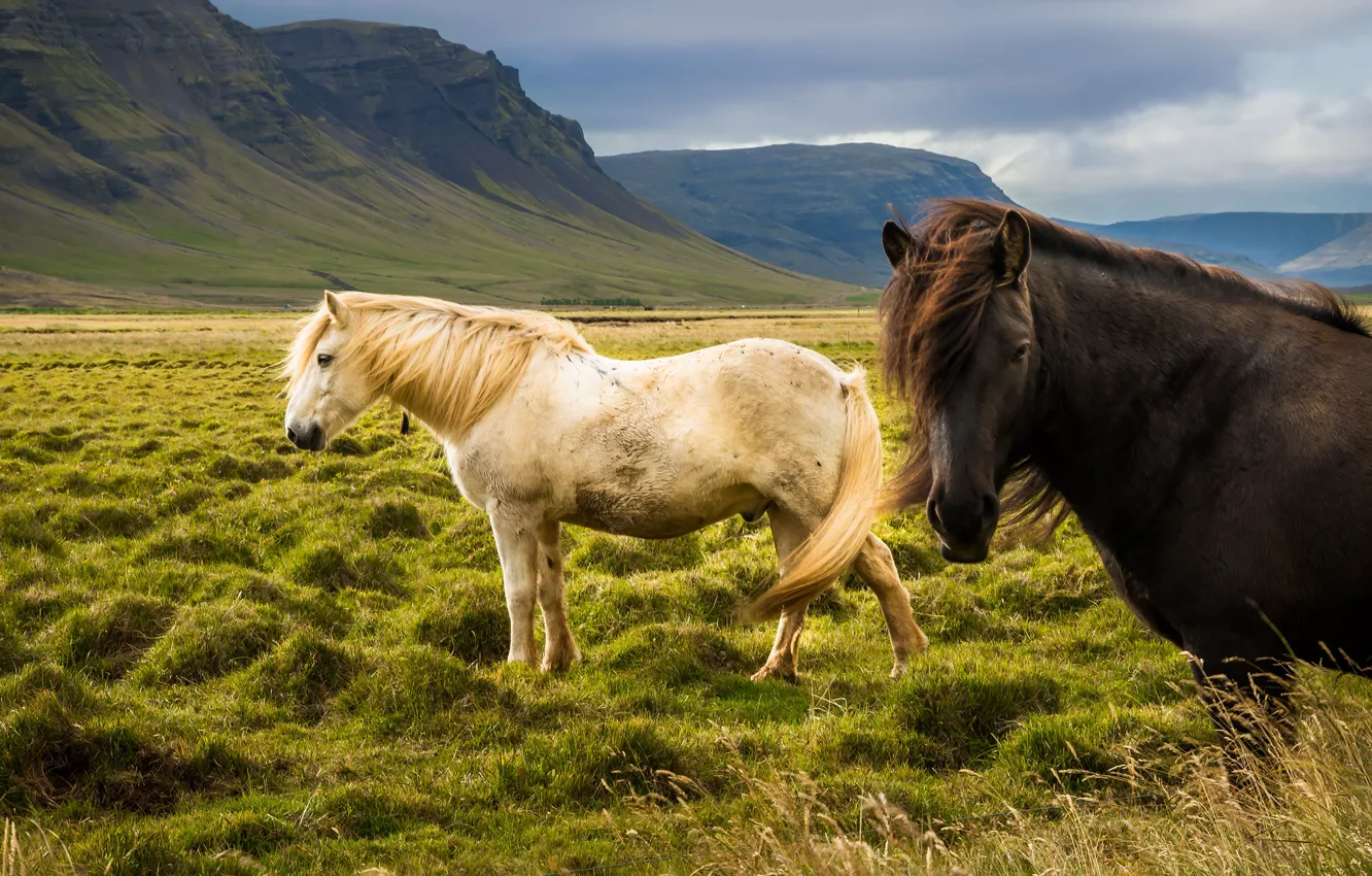 Photo wallpaper field, white, grass, look, landscape, mountains, nature, horse
