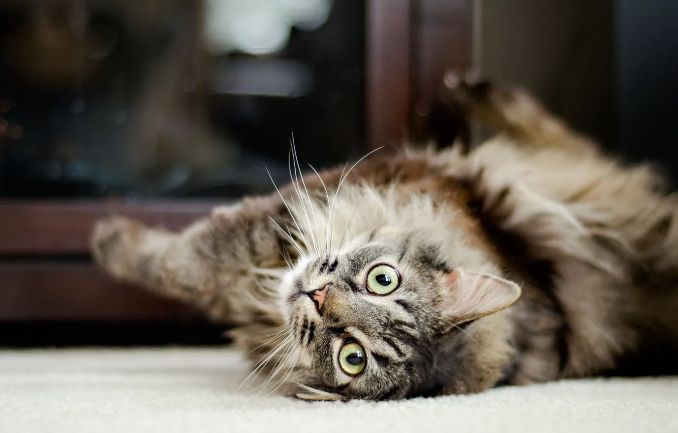 Photo wallpaper cat, cat, animal, favorite