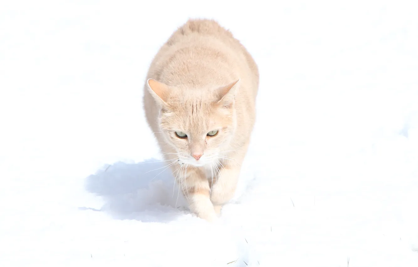 Photo wallpaper cat, cat, snow, walk