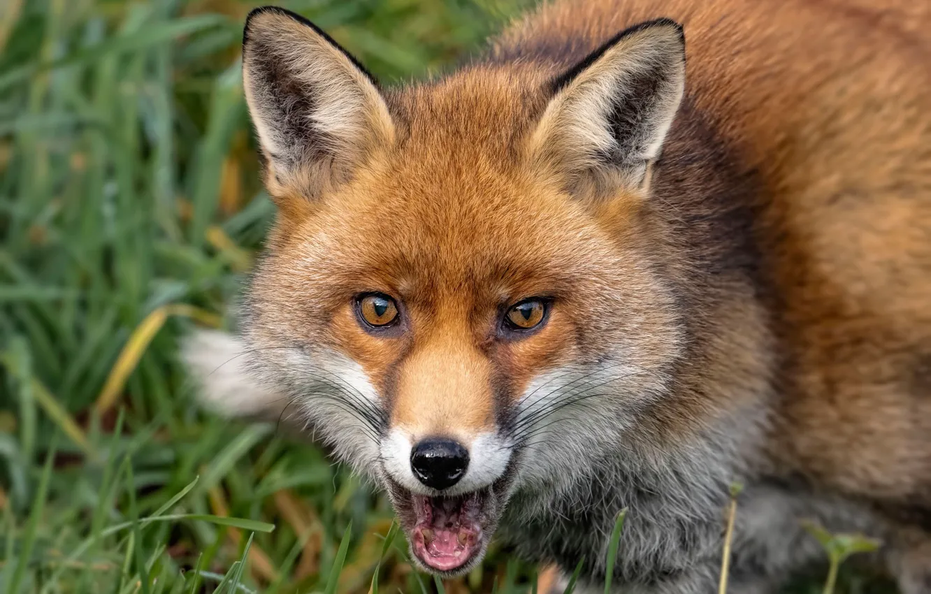 Photo wallpaper language, grass, look, face, portrait, mouth, Fox