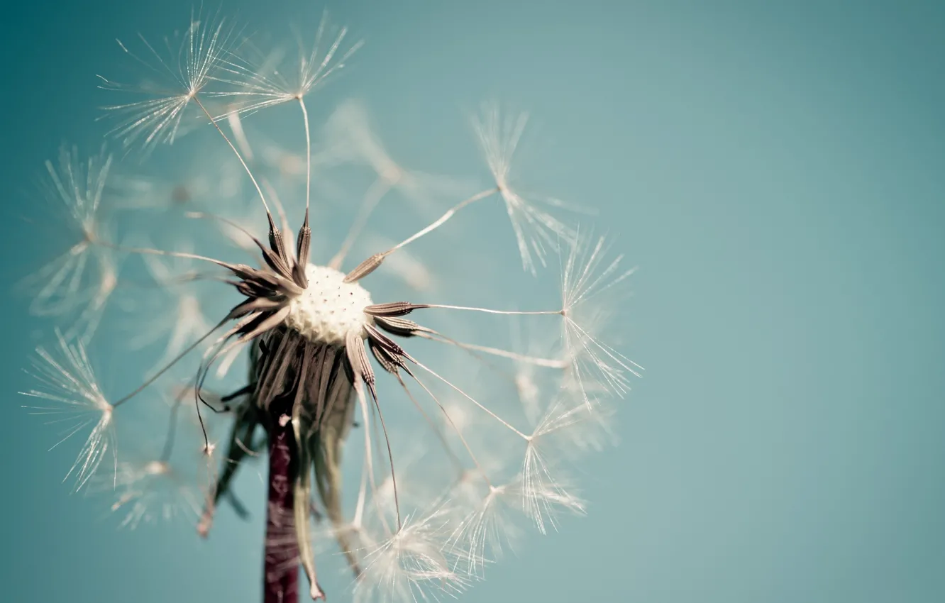Photo wallpaper macro, flowers, background, dandelion, blue, widescreen, Wallpaper, wallpaper