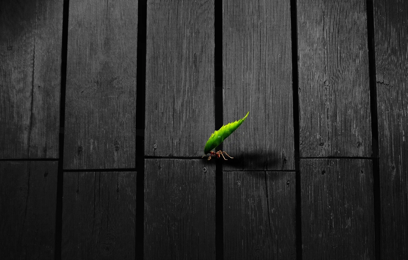 Photo wallpaper figure, leaf, ant