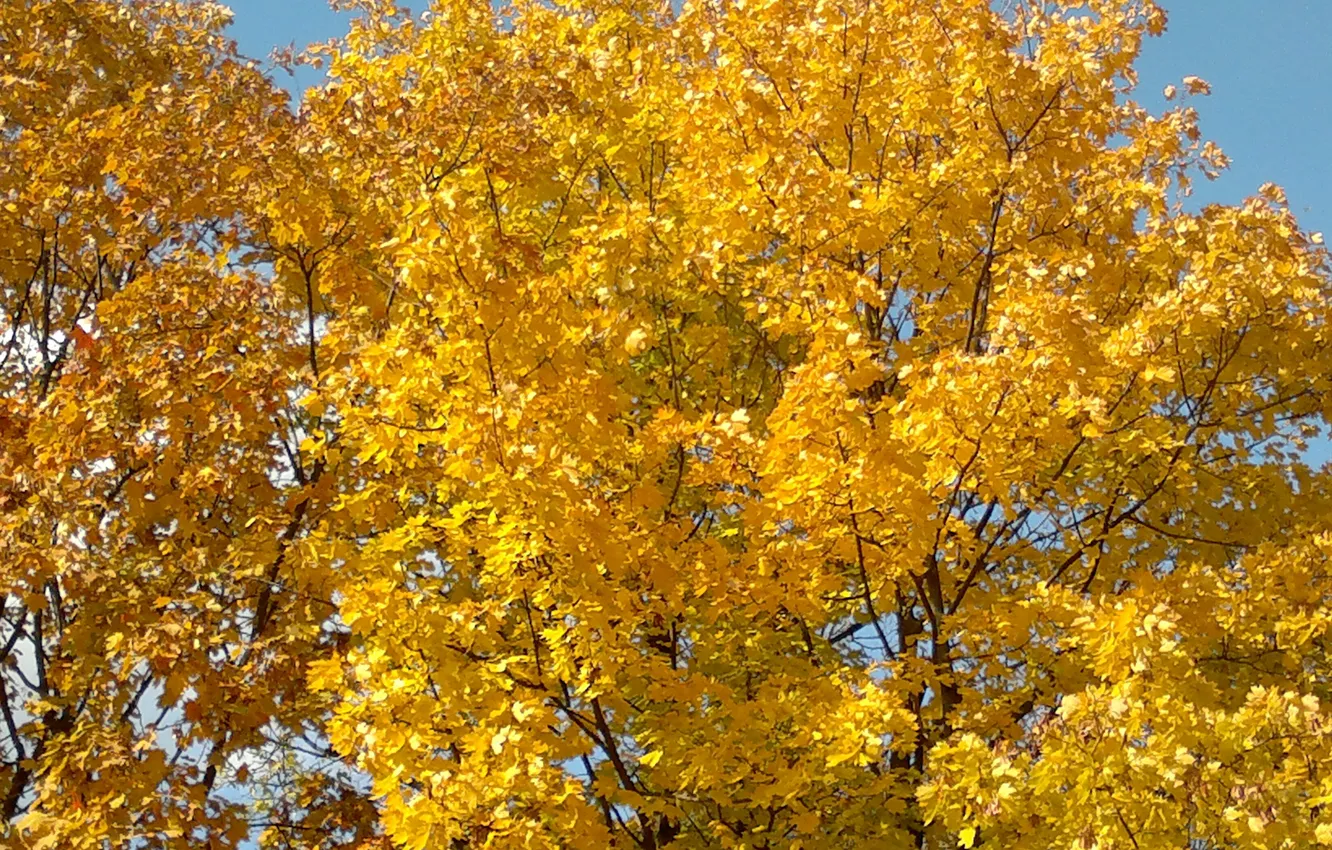 Photo wallpaper autumn, the sky, trees, Golden Time