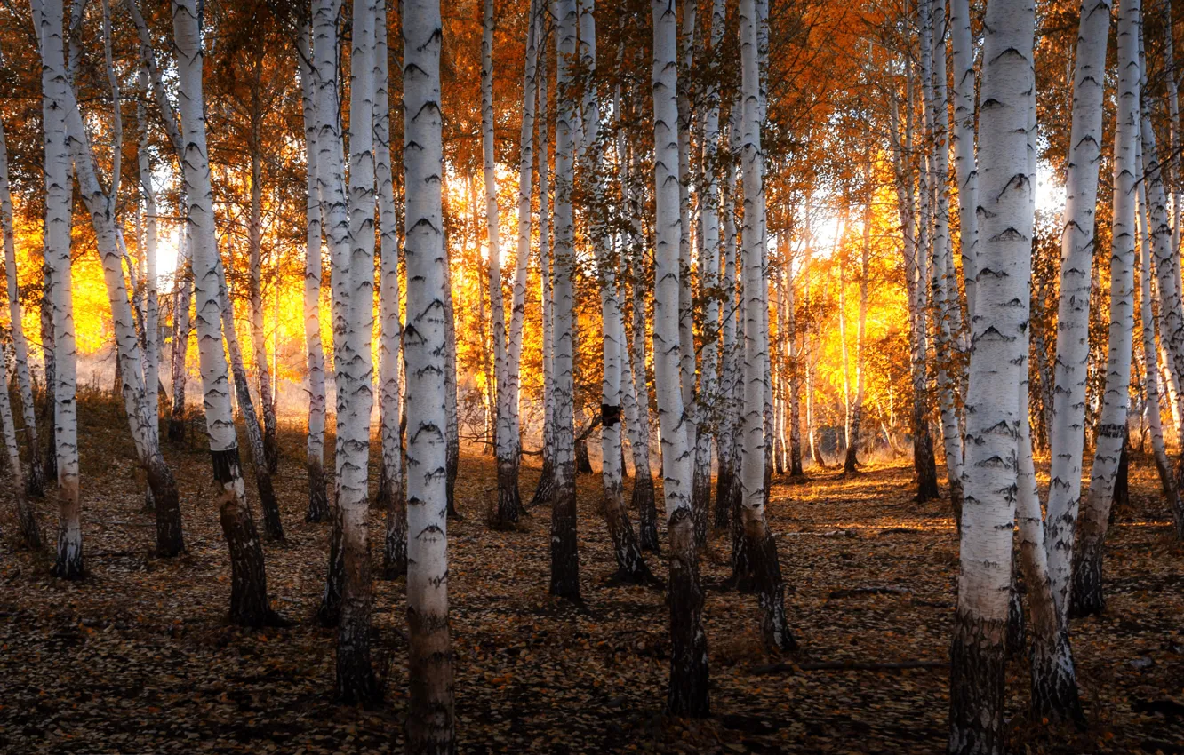 Photo wallpaper autumn, forest, the sun, light, nature, gold, the evening, birch