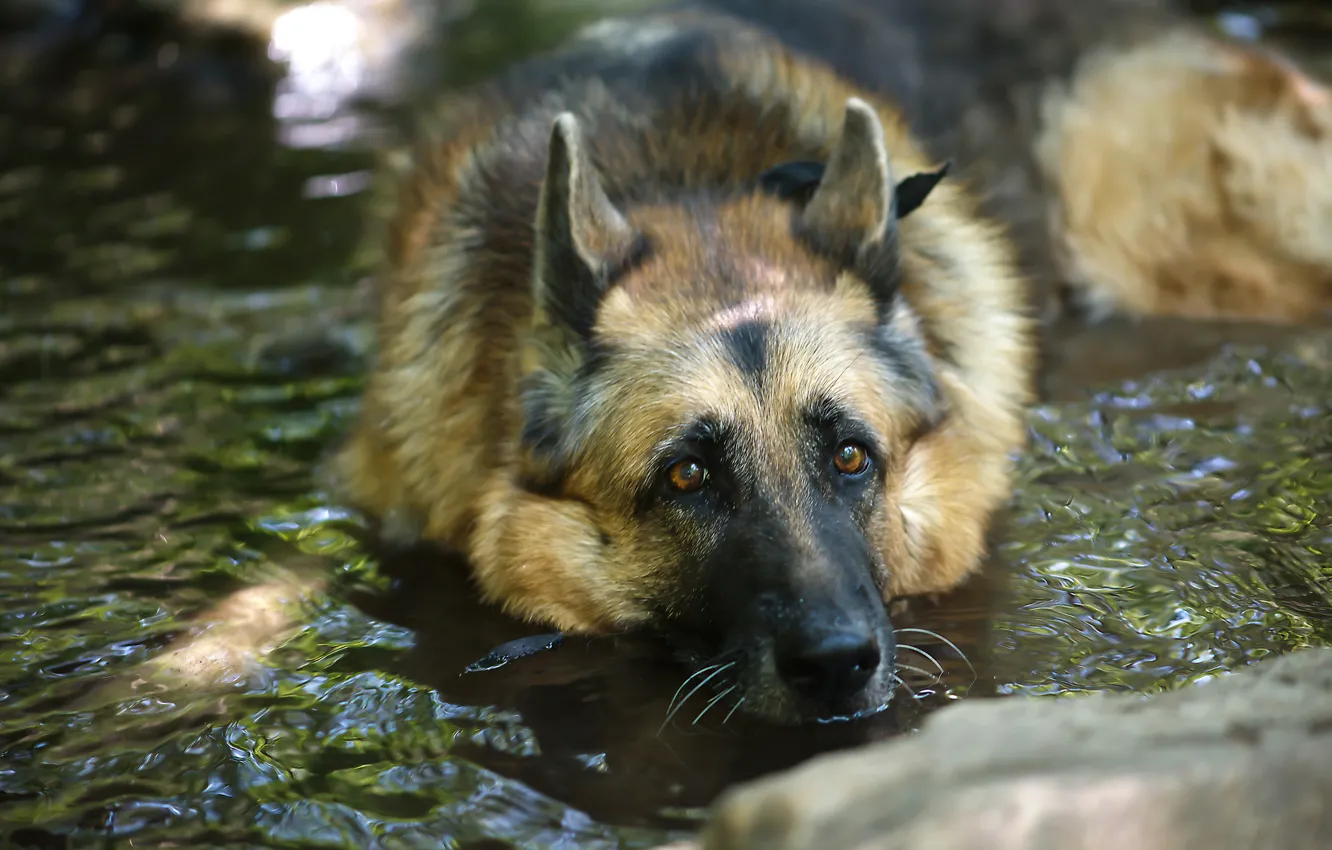Photo wallpaper look, each, dog, shepherd