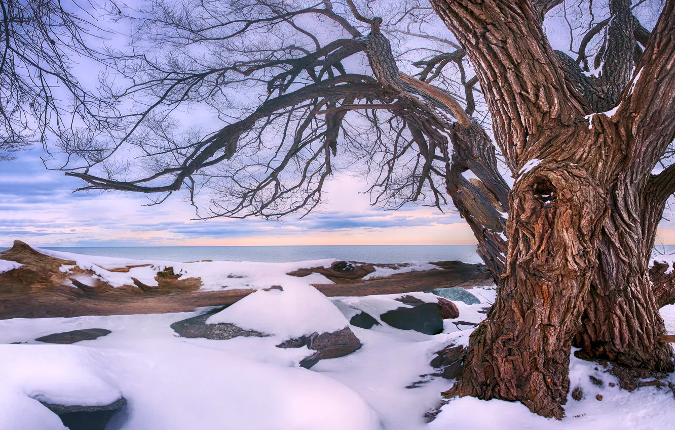 Photo wallpaper winter, trees, nature