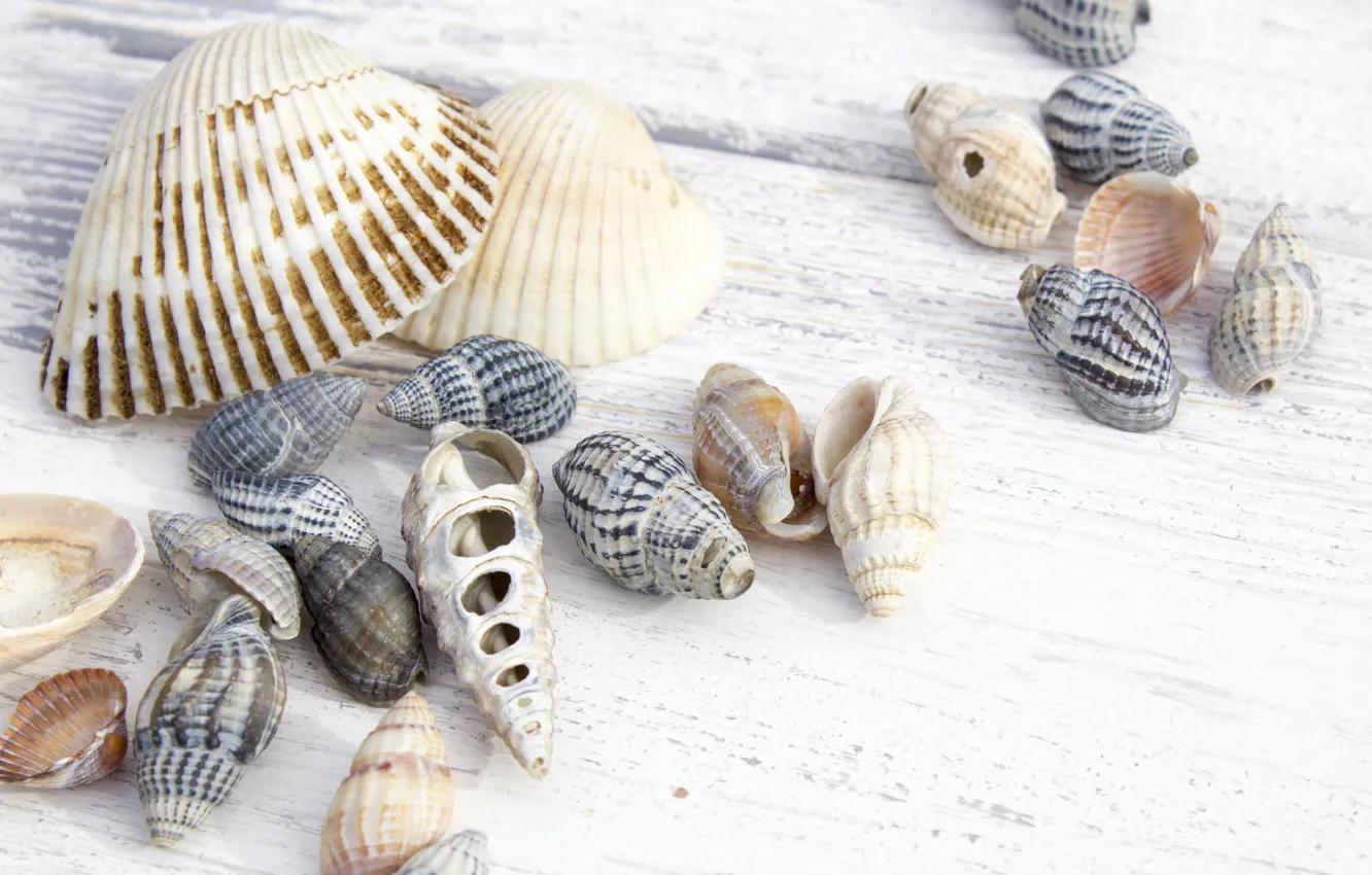 Photo wallpaper Nature, shell, wooden background