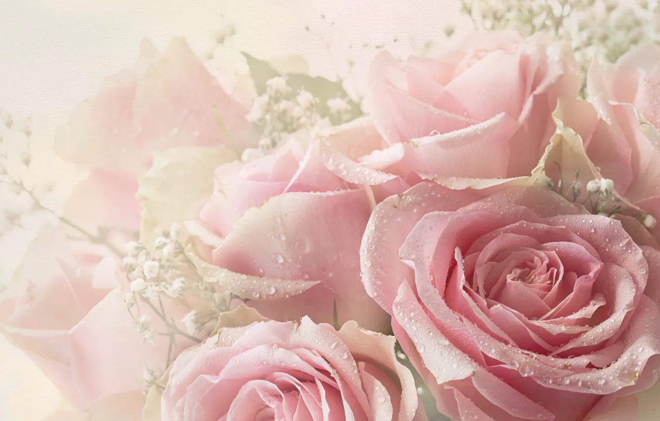 Photo wallpaper drops, roses, bouquet