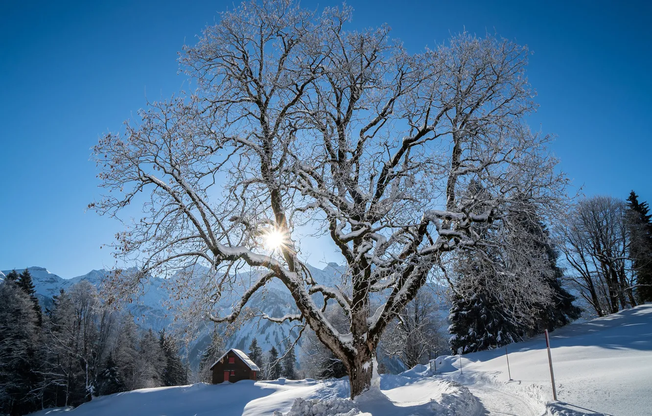 Photo wallpaper winter, forest, the sky, the sun, rays, snow, trees, mountains