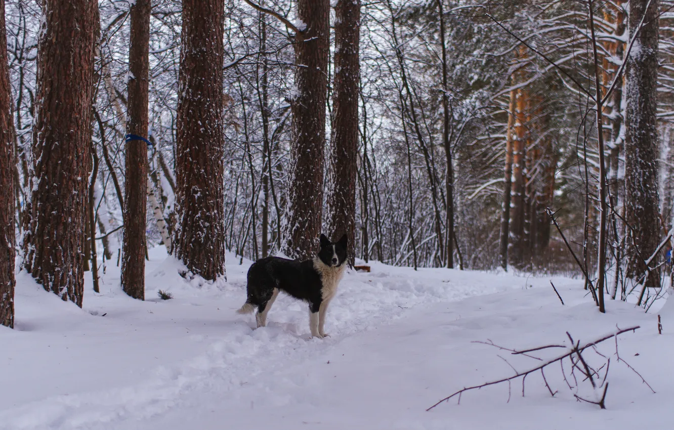 Photo wallpaper winter, forest, snow, dog, walk