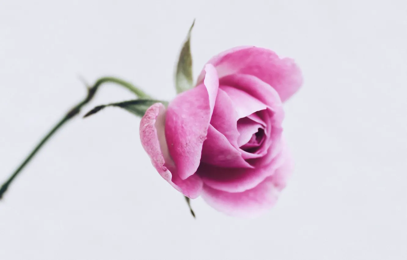 Photo wallpaper flower, close-up, rose, minimalism, petals