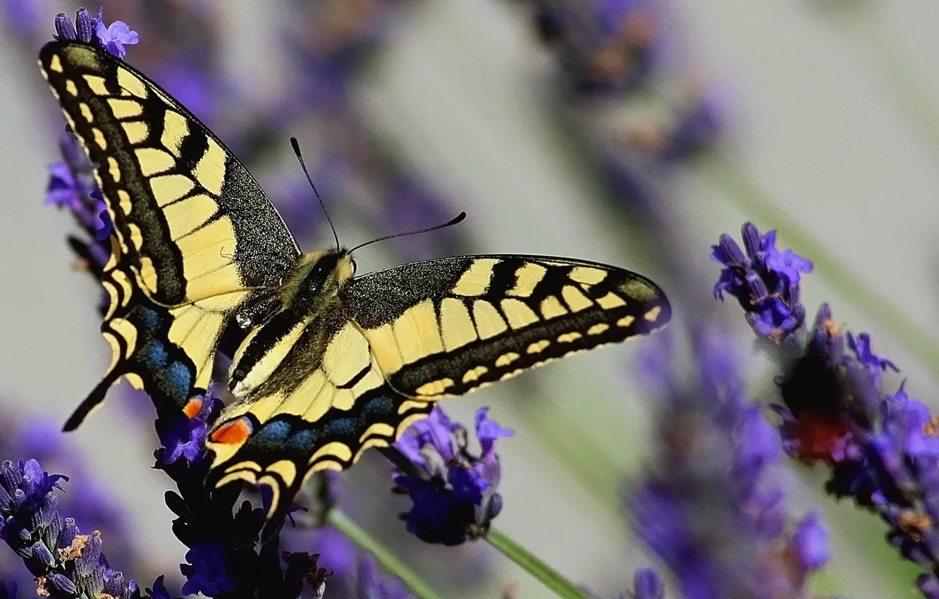 Photo wallpaper butterfly, lavender, swallowtail, Papilio swallowtail, Lavandula