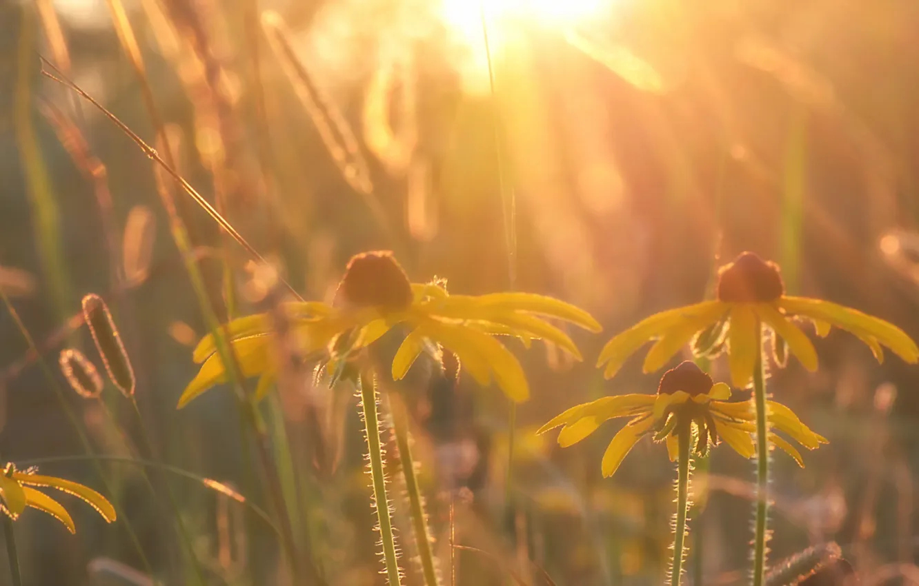 Photo wallpaper light, flowers, nature