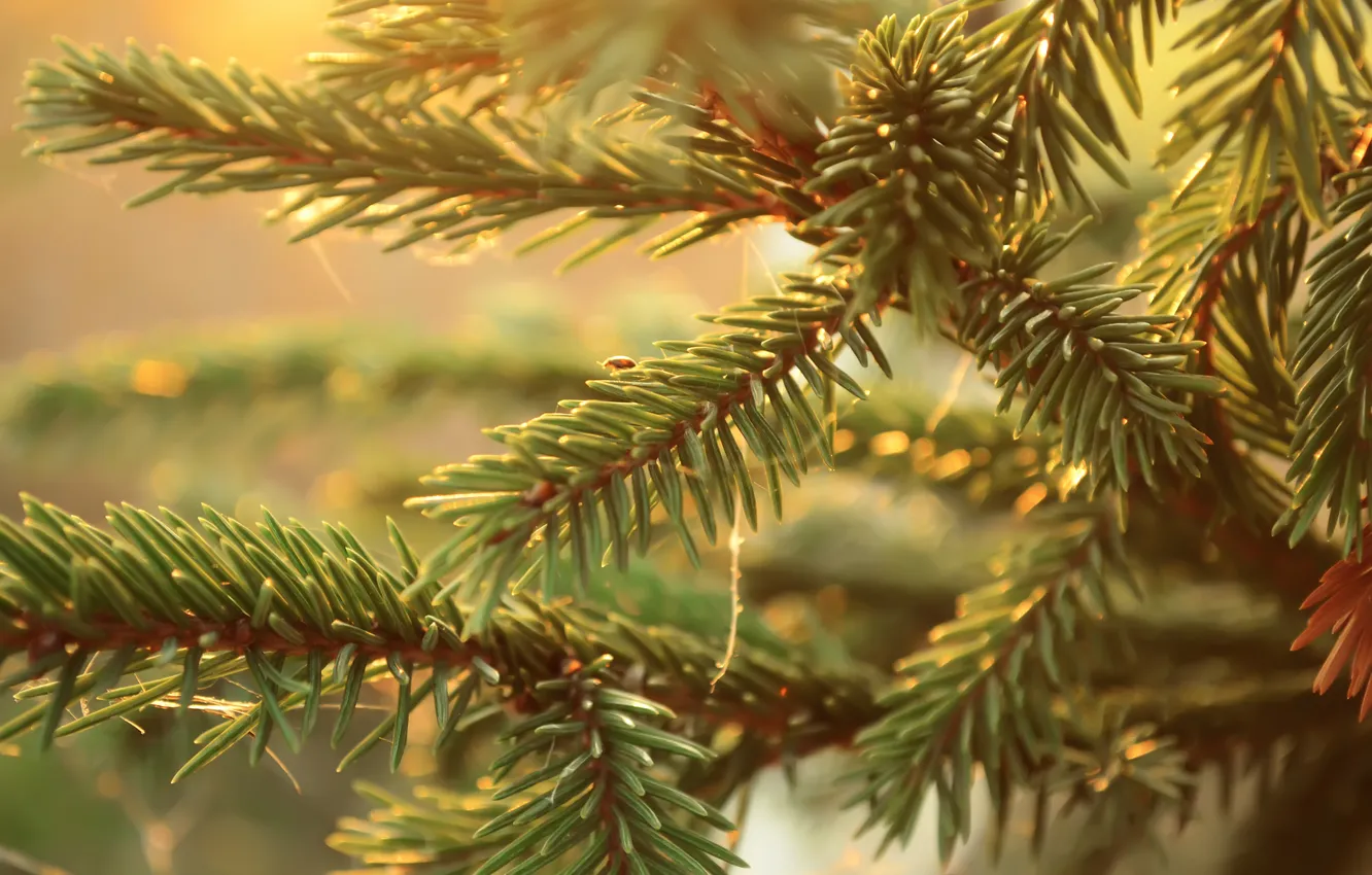 Photo wallpaper light, needles, branches, spruce, insect