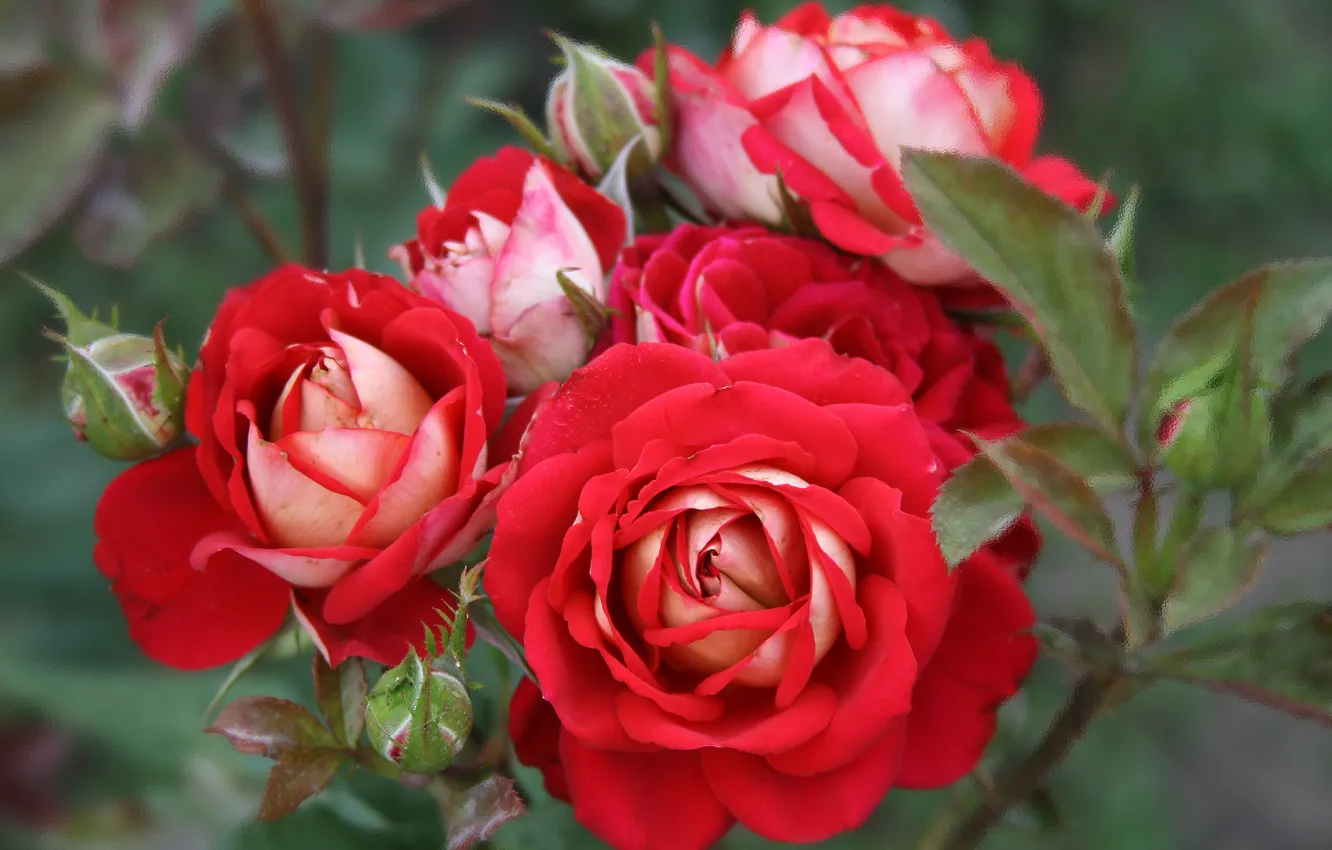 Photo wallpaper macro, roses, petals, buds