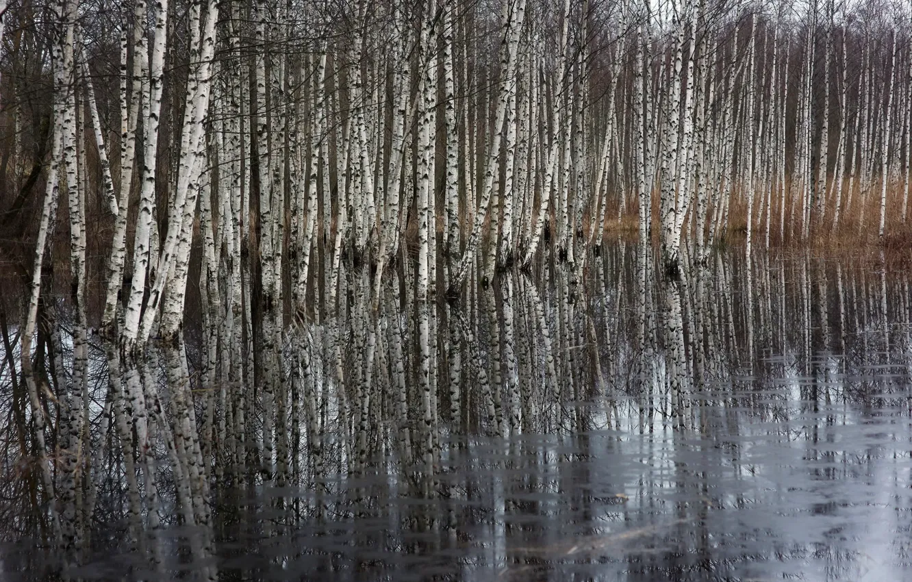 Photo wallpaper lake, spring, birch