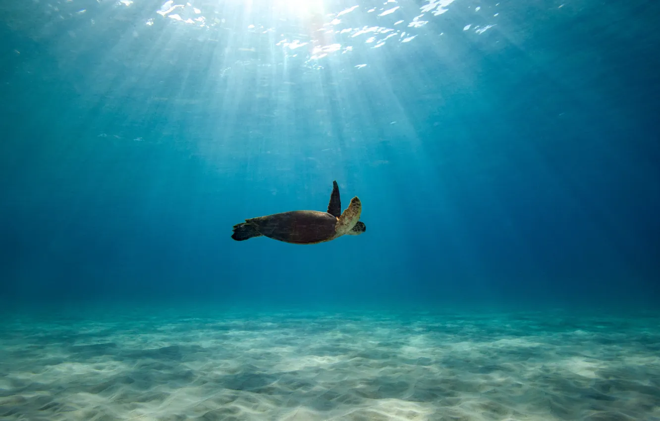 Photo wallpaper the ocean, turtle, blue water, swimming, sunlight, wildlife