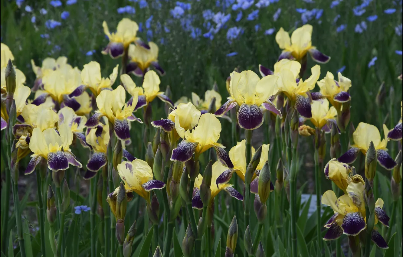 Photo wallpaper petals, irises, motley