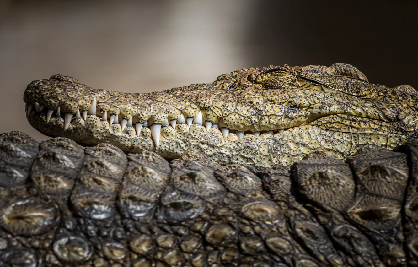 Photo wallpaper face, close-up, background, stay, sleep, portrait, predator, teeth