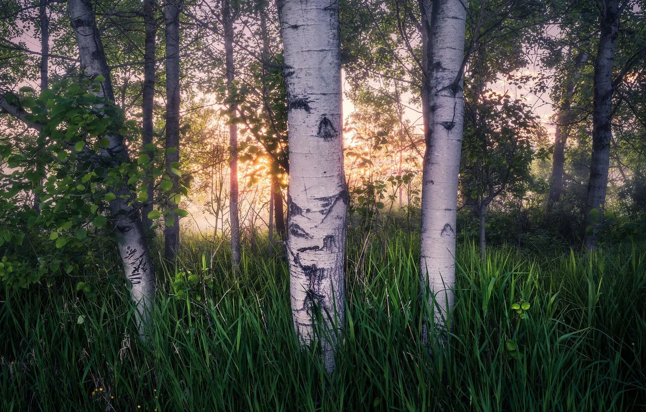 Photo wallpaper forest, trees, birch, birch grove