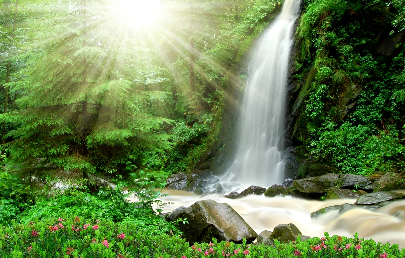 Photo wallpaper forest, trees, stream, stones, waterfall, the rays of the sun, the bushes
