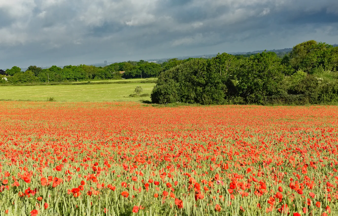 Photo wallpaper forest, flowers, clouds, Maki, poppy field