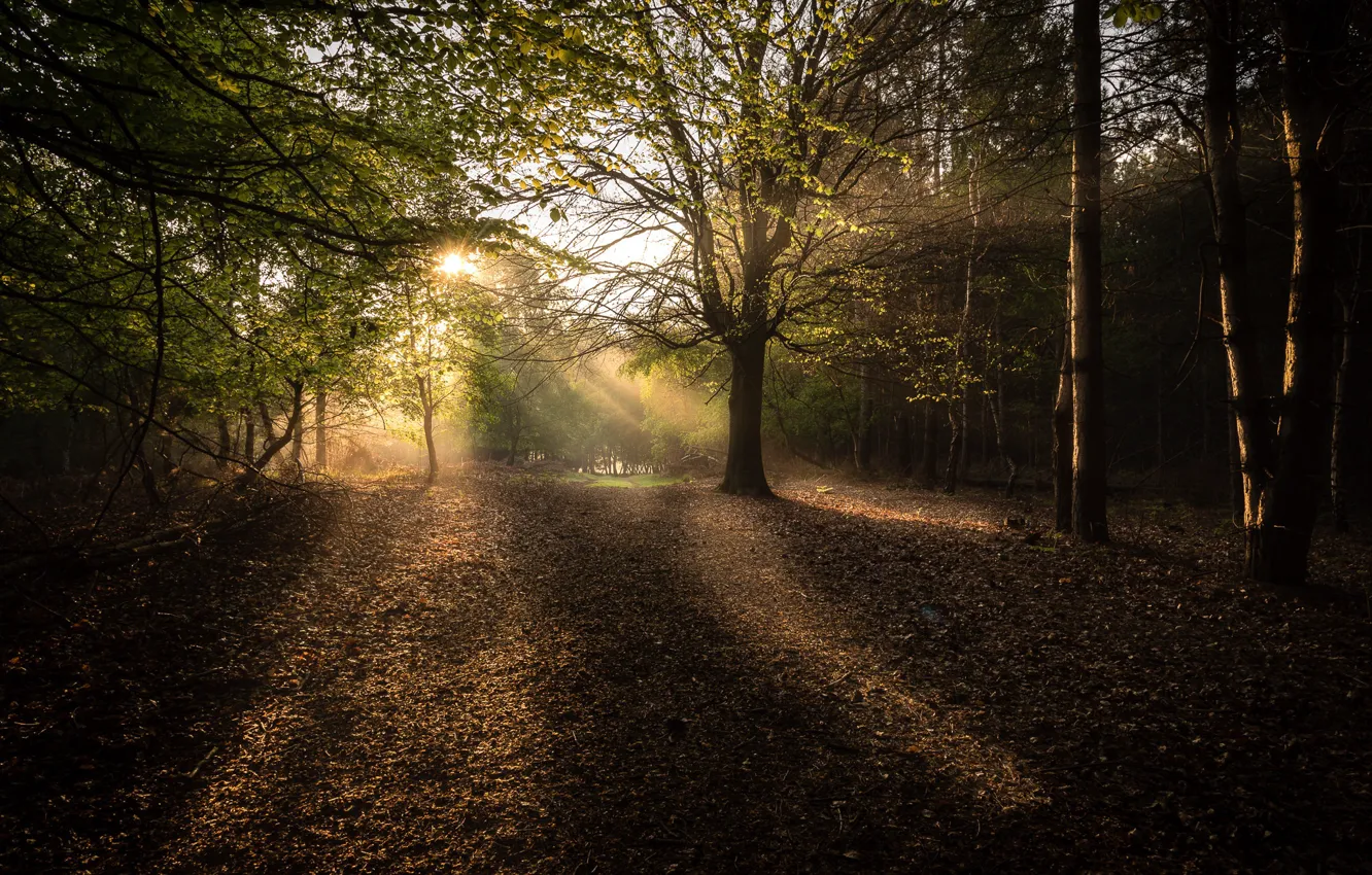 Photo wallpaper Autumn, Forest, Morning, Rays