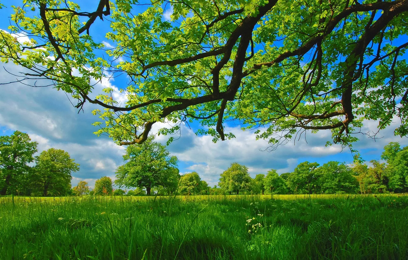 Photo wallpaper summer, the sky, grass, trees