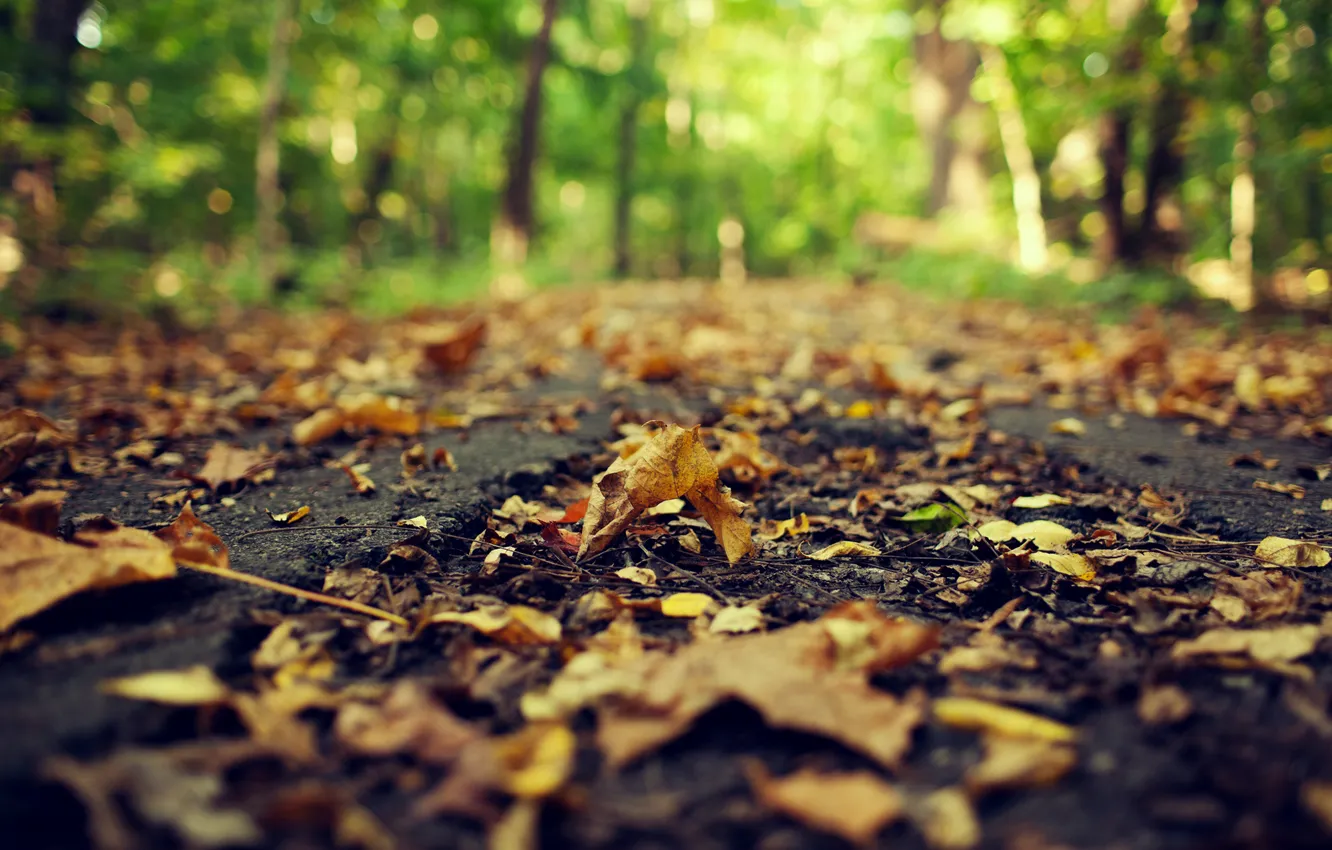 Photo wallpaper road, autumn, asphalt, leaves, macro, nature, yellow, blur