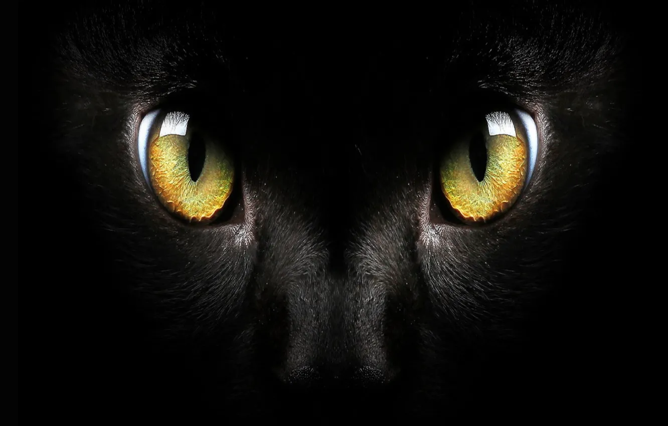 Photo wallpaper black cat, Macro, cat face, green eyed