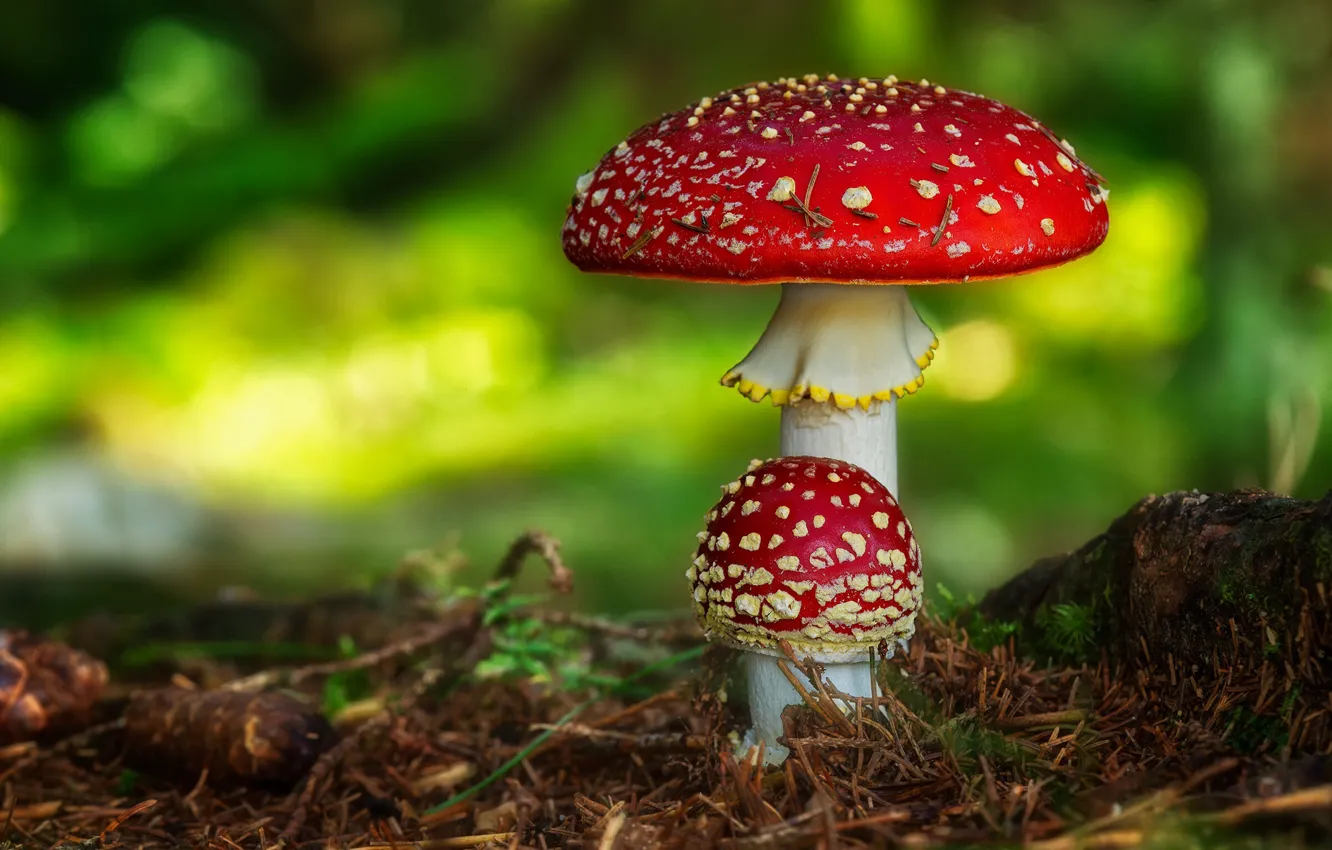 Photo wallpaper mushrooms, mushroom, a couple, needles, Duo, bumps, bokeh
