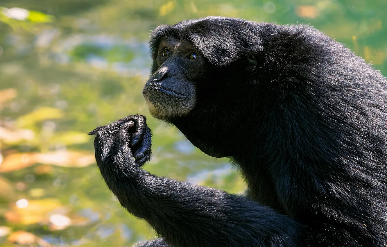 Photo wallpaper look, face, pose, paw, portrait, monkey, black, Gibbon