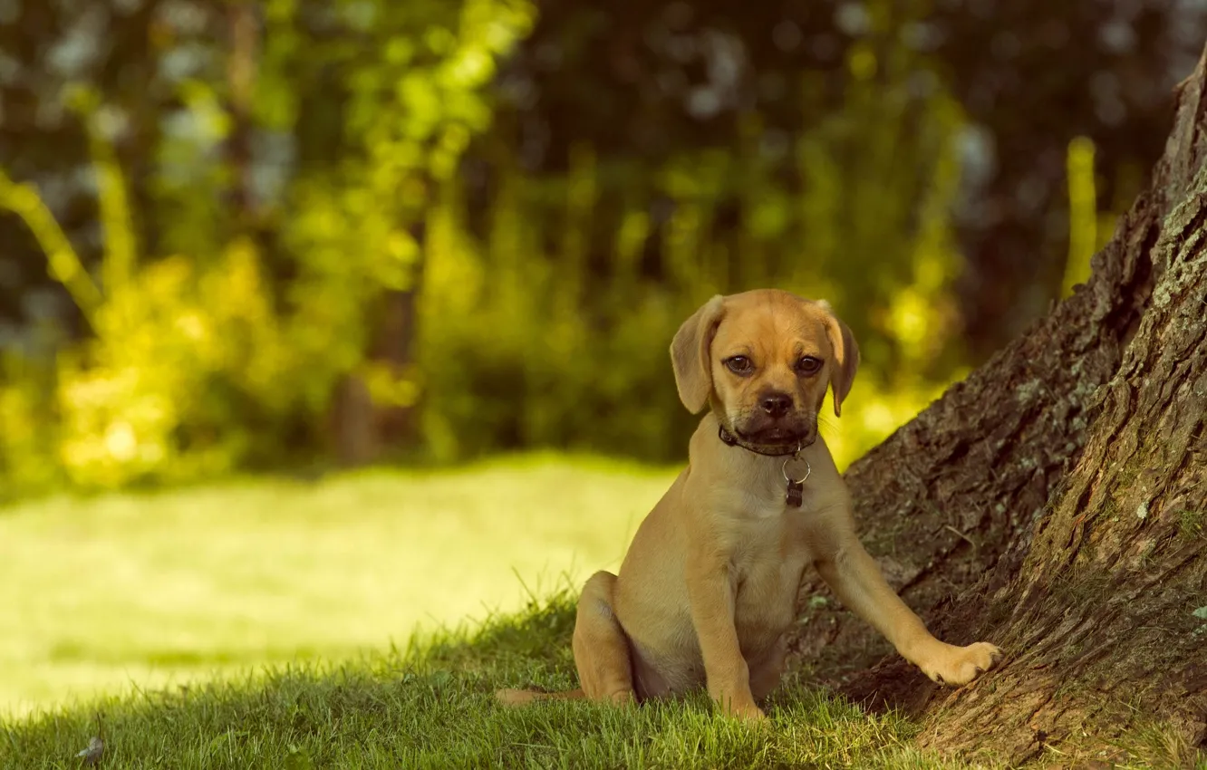 Photo wallpaper look, dog, Pagli