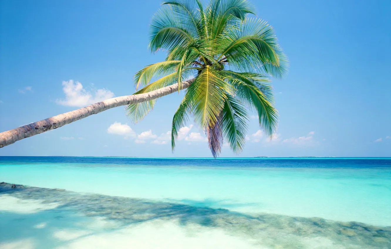 Photo wallpaper sea, tropics, palm trees, vacation