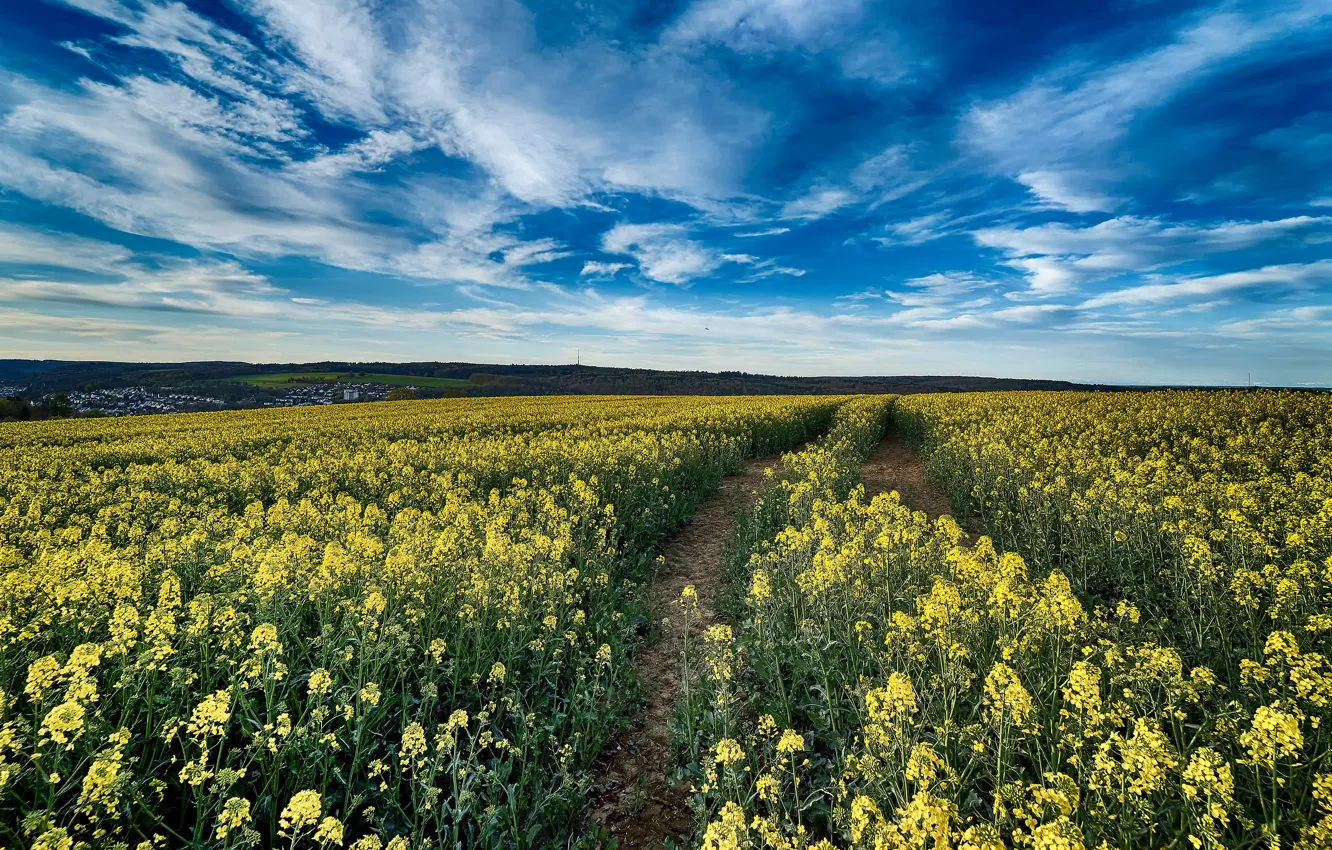 Photo wallpaper road, the sky, clouds, flowers, blue, track, rape, rapeseed field