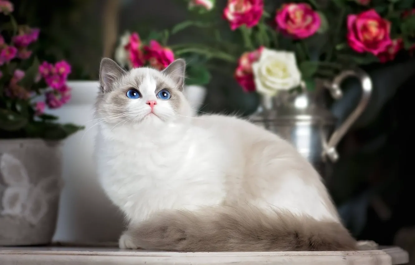 Photo wallpaper cat, look, flowers, roses, blue eyes, Ragdoll