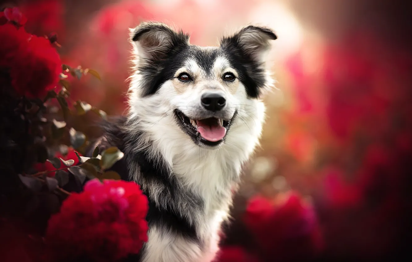 Photo wallpaper nature, each, dog