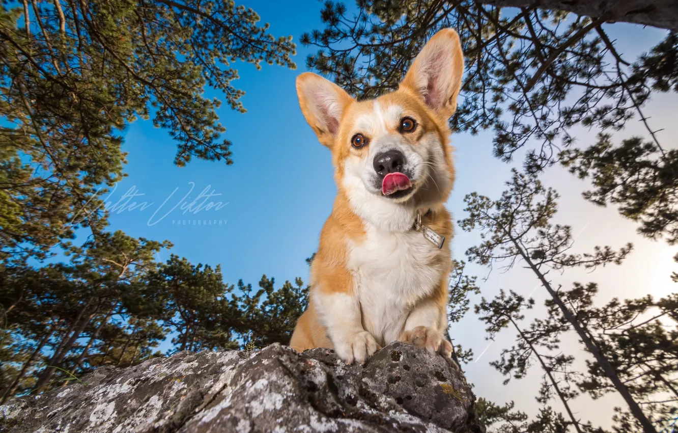 Photo wallpaper look, nature, dog