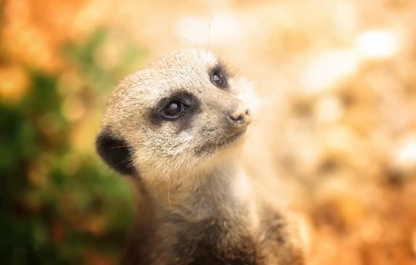 Photo wallpaper nature, background, meerkats