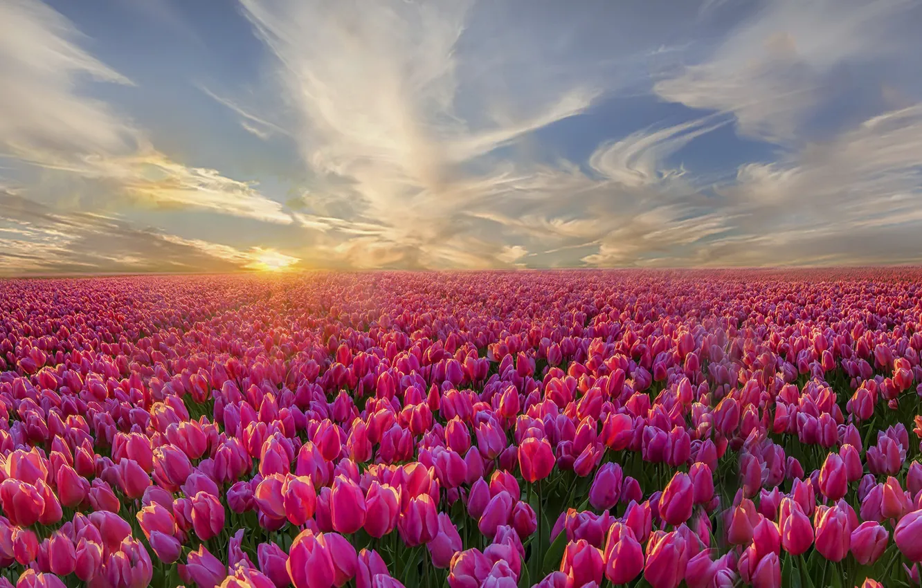Photo wallpaper nature, morning, tulips