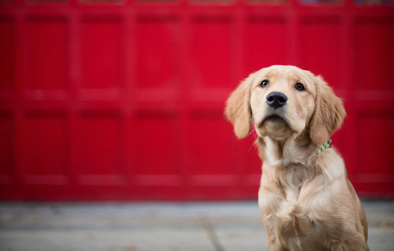 Photo wallpaper dog, Golden Retriever, Golden Retriever