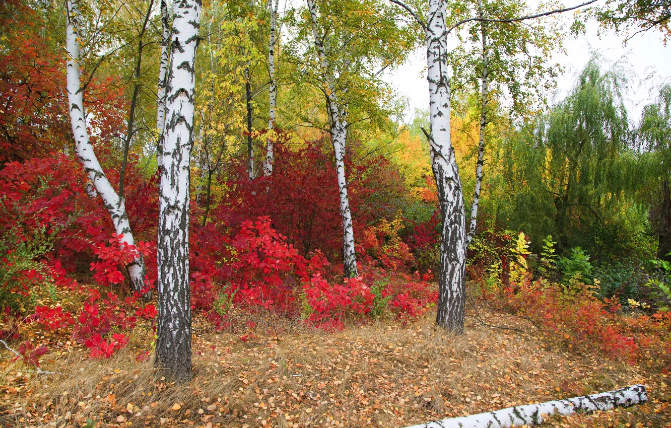 Photo wallpaper autumn, leaves, trees, Park, colorful, nature, park, autumn
