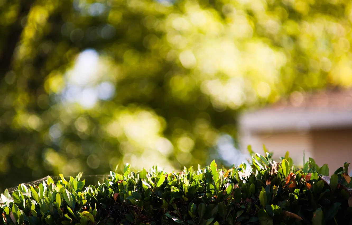Photo wallpaper leaves, green, bokeh