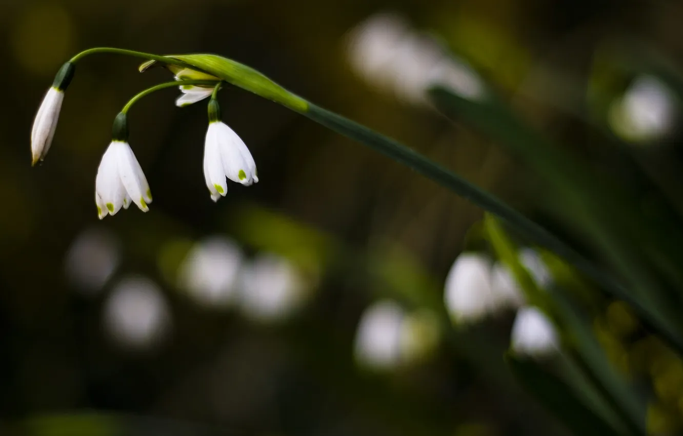 Photo wallpaper macro, flowers, nature, photo, Wallpaper