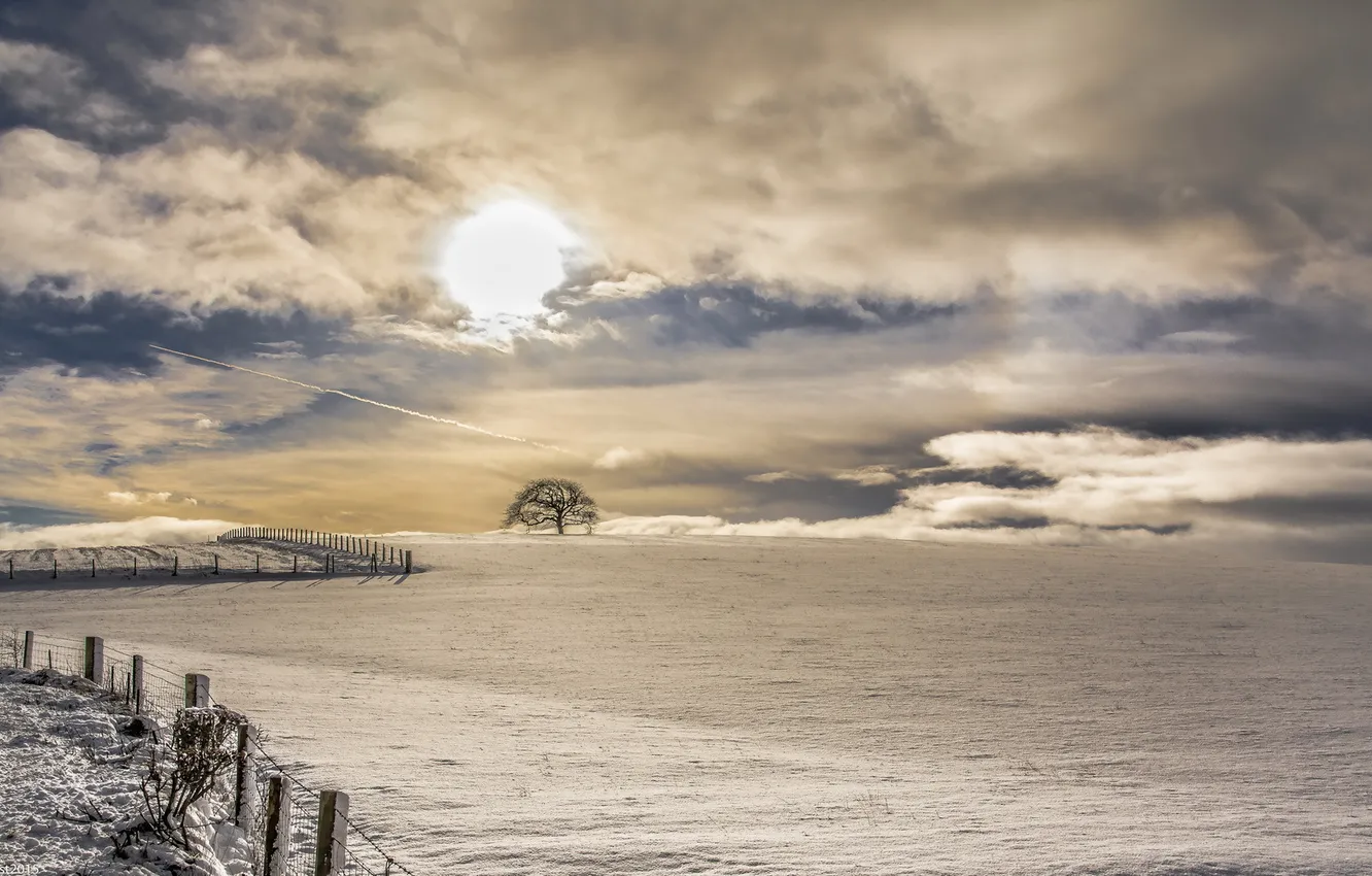 Photo wallpaper field, snow, trees